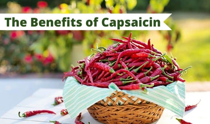 capsaicin cover photo