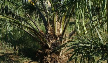 oil palm tree and fruits